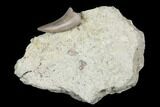 Tiny Megalosaurid (Marshosaurus) Tooth - Colorado #177383-1